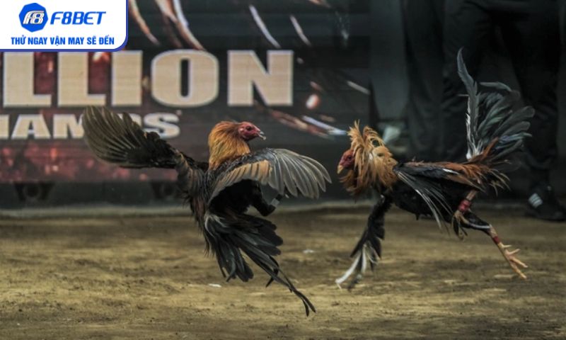 Vì sao đá gà cựa dao trên F8BET cuốn hút bet thủ? Vì sao đá gà cựa dao trên F8BET cuốn hút bet thủ?